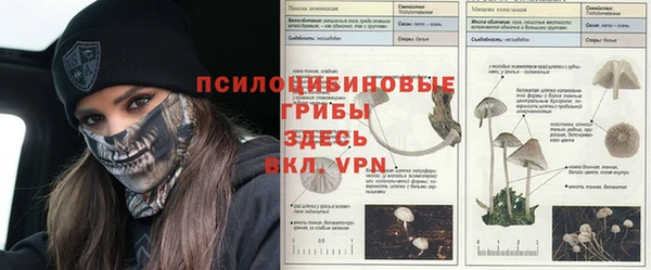 шишки Аркадак